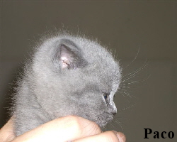 2007.06.28Paco 2230 (Small)