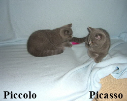 2007.08.12PiccoloL,PicassoR 2896 (Small)