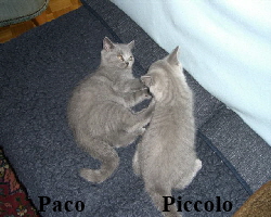 2007.08.12Paco+Piccolo 2831 (Small)