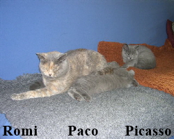 2007.09.01Romi,Paco,Picasso 3160 (Small)