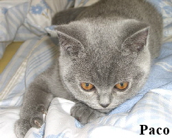 2007.09.15Paco 3284 (Small)