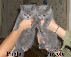 Pablo+Piccolo 2990 (Small)