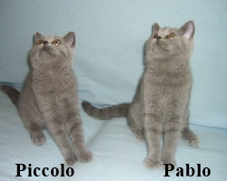 Piccolo+Pablo 2973 (Small)